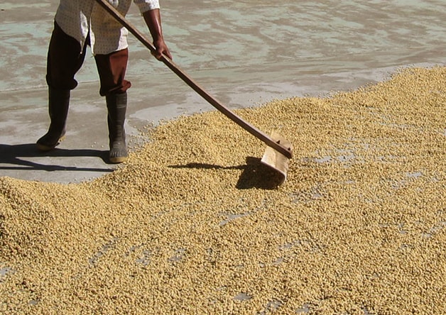Farmer roasting coffee beans