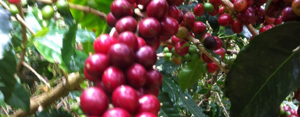 Coffee Cherries for Autobahn Espresso